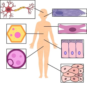 Cells Working Together