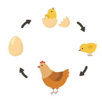 Chicken Life Cycle