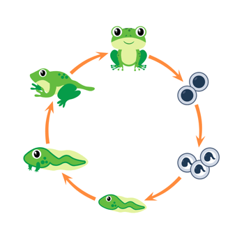 Frog Life Cycle
