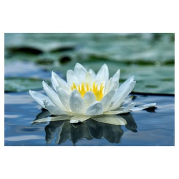 Libby the Water Lily