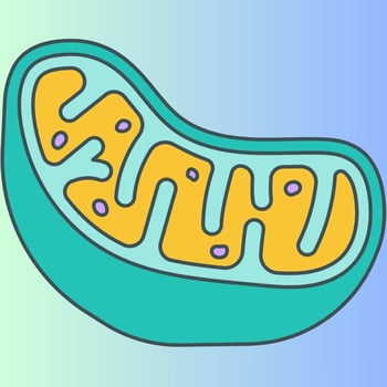 Mitochondria and Energy