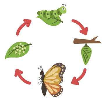 Butterfly Life Cycle