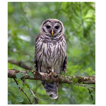 Ollie the Forest Owl