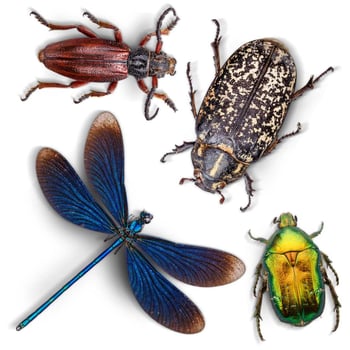 Insects