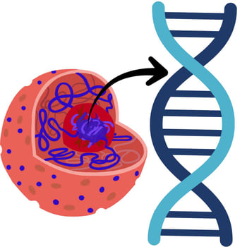 Nucleus and DNA