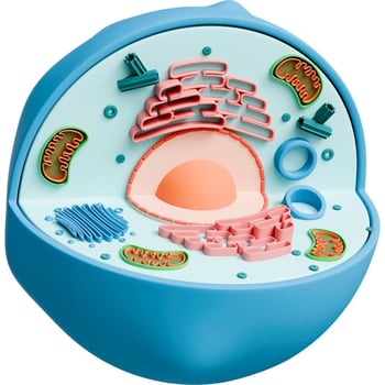 Parts of the Cell