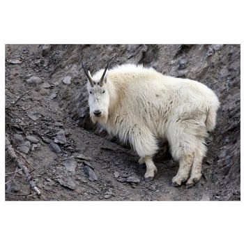 Mira the Mountain Goat