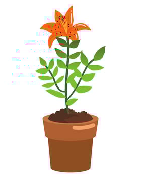 Lily's Mystery Plant