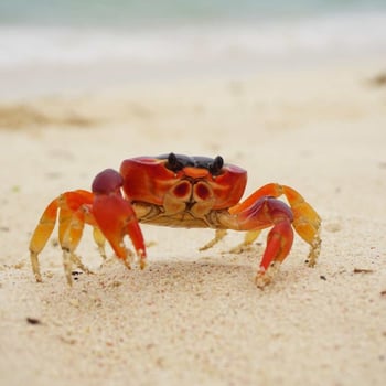 Meet the Crab