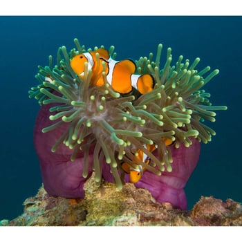 Friends in the Ocean