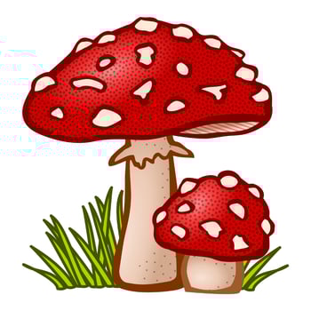 The Mushroom