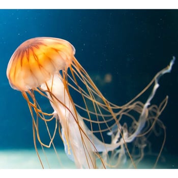 Meet the Jellyfish