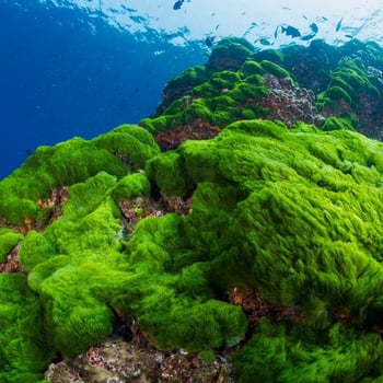 Meet the Algae