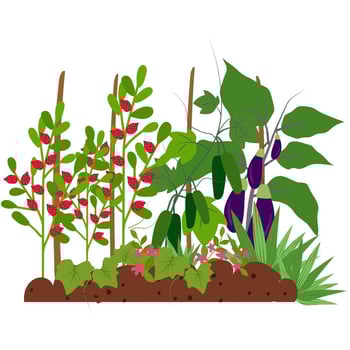 The Class Garden Project