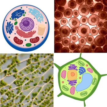 Plant and Animal Cells