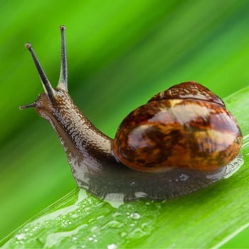 Meet the Snail