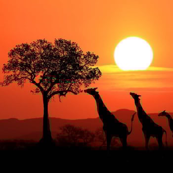 Let's Go to South Africa!