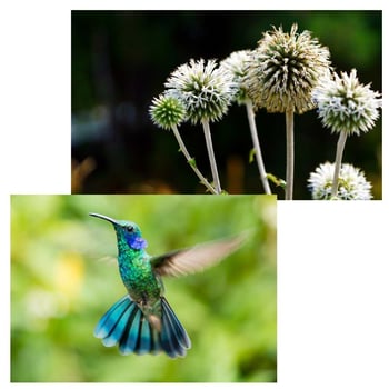 Copying Plants and Animals