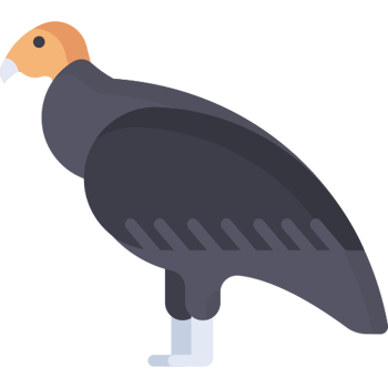 Nace cóndor en el Zoológico de Chapultepec (Nivel B)