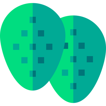 Inventan piel de nopal (Nivel B)