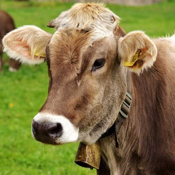 Meet the Cow