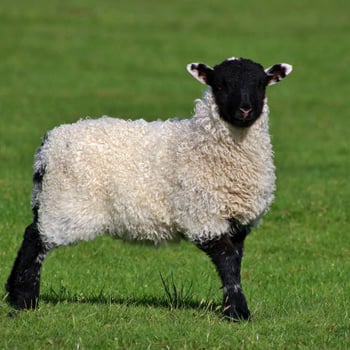 Meet the Sheep