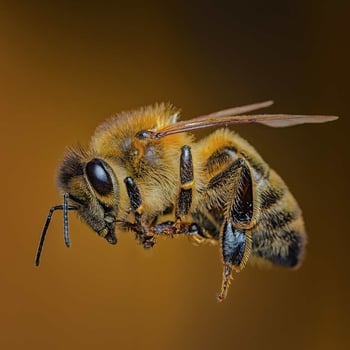 Meet the Bee