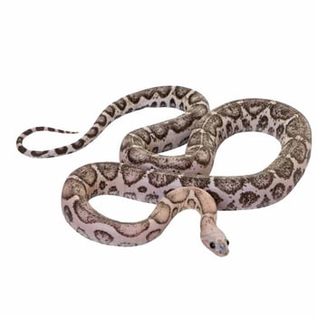 Meet the Snake