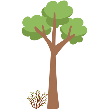 The Tree and the Bush