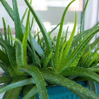 Meet the Succulent