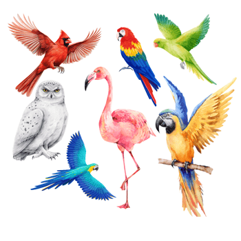 Cuenta los pájaros
