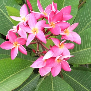 Meet the Flower