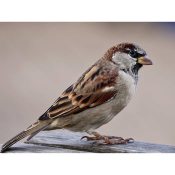Meet the Bird