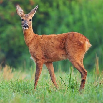 Meet the Deer