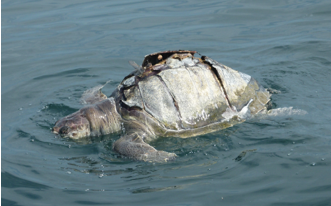 El misterio de las tortugas muertas