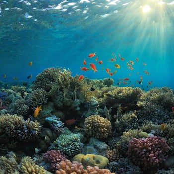 Meet the Coral