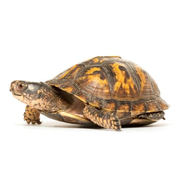 Meet the Turtle