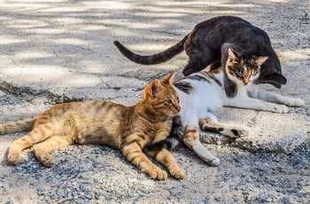 Exterminación de gatos en Córdoba