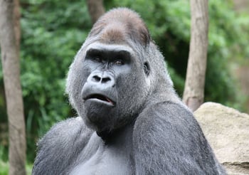 Una visita trágica al zoológico