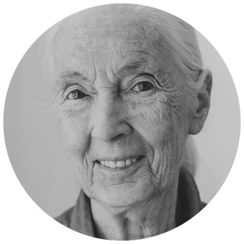 Jane Goodall , «la primatóloga»