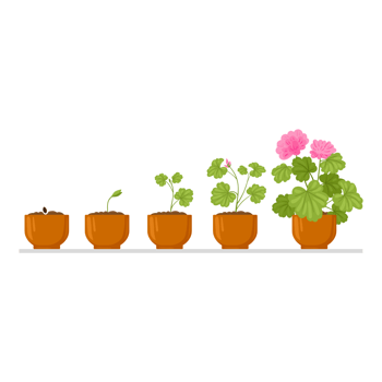 Plant Life Cycle