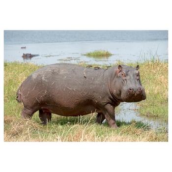Hippopotamus