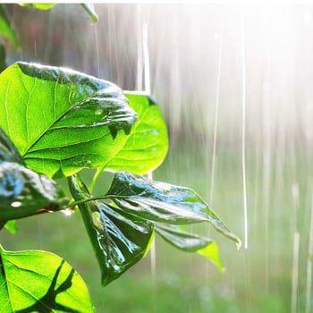 Plants Need Water