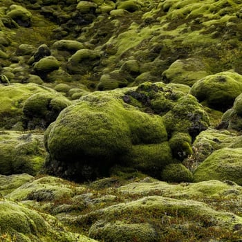 Meet the Moss
