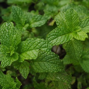 Meet the Herb