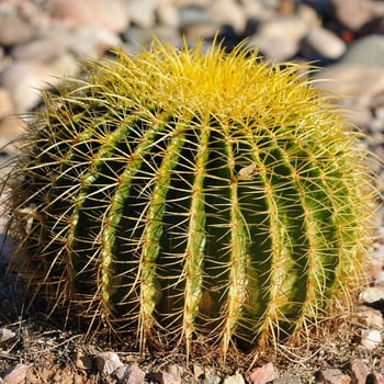 Meet the Cactus