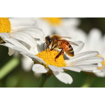 Bees and Flowers