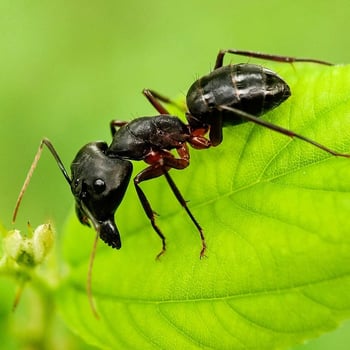Meet the Ant
