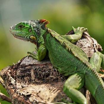Meet the Lizard