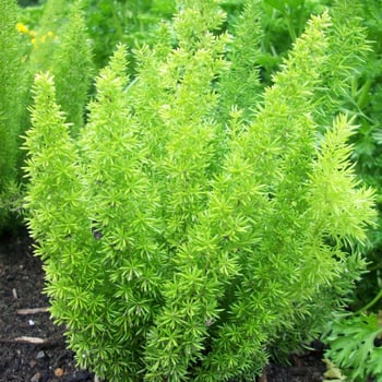 Meet the Fern